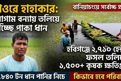 সব হারিয়ে দিশেহারা দেড় হাজারেরও বেশি কৃষক