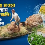 হবিগঞ্জে হাওরে বন্যায় ধানের ব্যাপক ক্ষতি