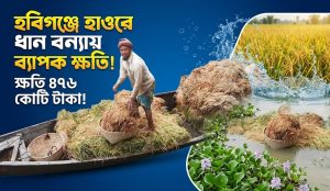হবিগঞ্জে হাওরে বন্যায় ধানের ব্যাপক ক্ষতি