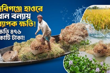 হবিগঞ্জে হাওরে বন্যায় ধানের ব্যাপক ক্ষতি