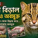 মেছো বিড়াল উদ্ধার করে অবমুক্ত