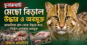 মেছো বিড়াল উদ্ধার করে অবমুক্ত