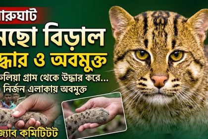 মেছো বিড়াল উদ্ধার করে অবমুক্ত