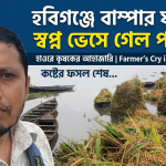বাম্পার ফলনের স্বপ্ন ভেসে গেল হাওরের পানিতে কৃষকের আহাজারি