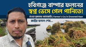 বাম্পার ফলনের স্বপ্ন ভেসে গেল হাওরের পানিতে কৃষকের আহাজারি