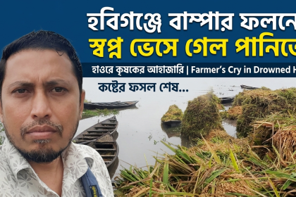 বাম্পার ফলনের স্বপ্ন ভেসে গেল হাওরের পানিতে কৃষকের আহাজারি
