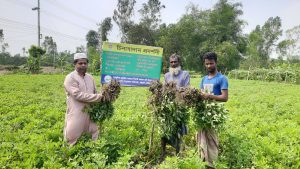 চিনা বাদাম চাষে কৃষক আরফান আলীর সাফল্যের গল্প
