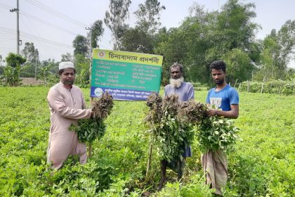 চিনা বাদাম চাষে কৃষক আরফান আলীর সাফল্যের গল্প