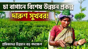 চা বাগানে ২০ লাখ টাকার বিশেষ উন্নয়ন প্রকল্প