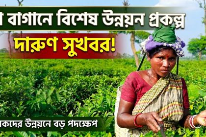 চা বাগানে ২০ লাখ টাকার বিশেষ উন্নয়ন প্রকল্প