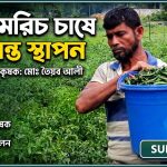 তৈয়ব আলী কাঁচামরিচ চাষে দৃষ্টান্ত স্থাপন