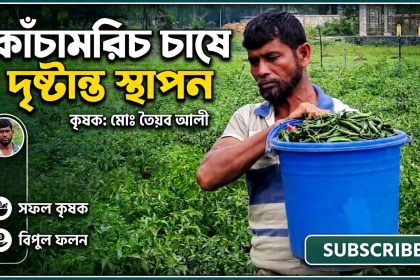 তৈয়ব আলী কাঁচামরিচ চাষে দৃষ্টান্ত স্থাপন