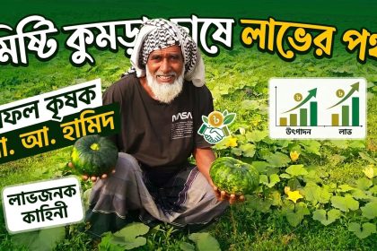মিষ্টি কুমড়া চাষে লাভবান কৃষক হামিদ