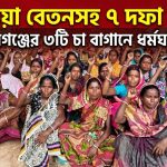 বকেয়া বেতনসহ ৭ দফা দাবিতে হবিগঞ্জের ৩টি চা বাগান কর্মবিরতি
