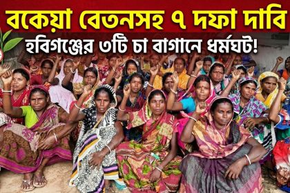 বকেয়া বেতনসহ ৭ দফা দাবিতে হবিগঞ্জের ৩টি চা বাগান কর্মবিরতি