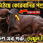 দেশের বিভিন্ন এলাকায় জমে উঠেছে কোরবানির পশুর হাট