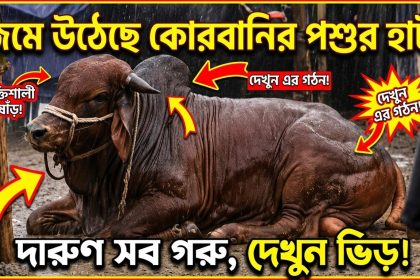 দেশের বিভিন্ন এলাকায় জমে উঠেছে কোরবানির পশুর হাট