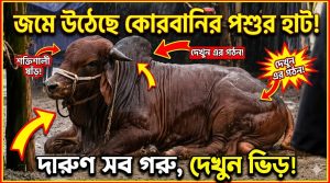 জমে উঠেছে কোরবানির পশুর হাট