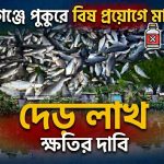 শায়েস্তাগঞ্জে পুকুরে বিষ প্রয়োগে মাছ নিধন