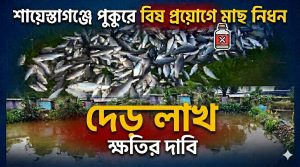শায়েস্তাগঞ্জে পুকুরে বিষ প্রয়োগে মাছ নিধন