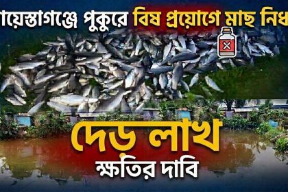 শায়েস্তাগঞ্জে পুকুরে বিষ প্রয়োগে মাছ নিধন