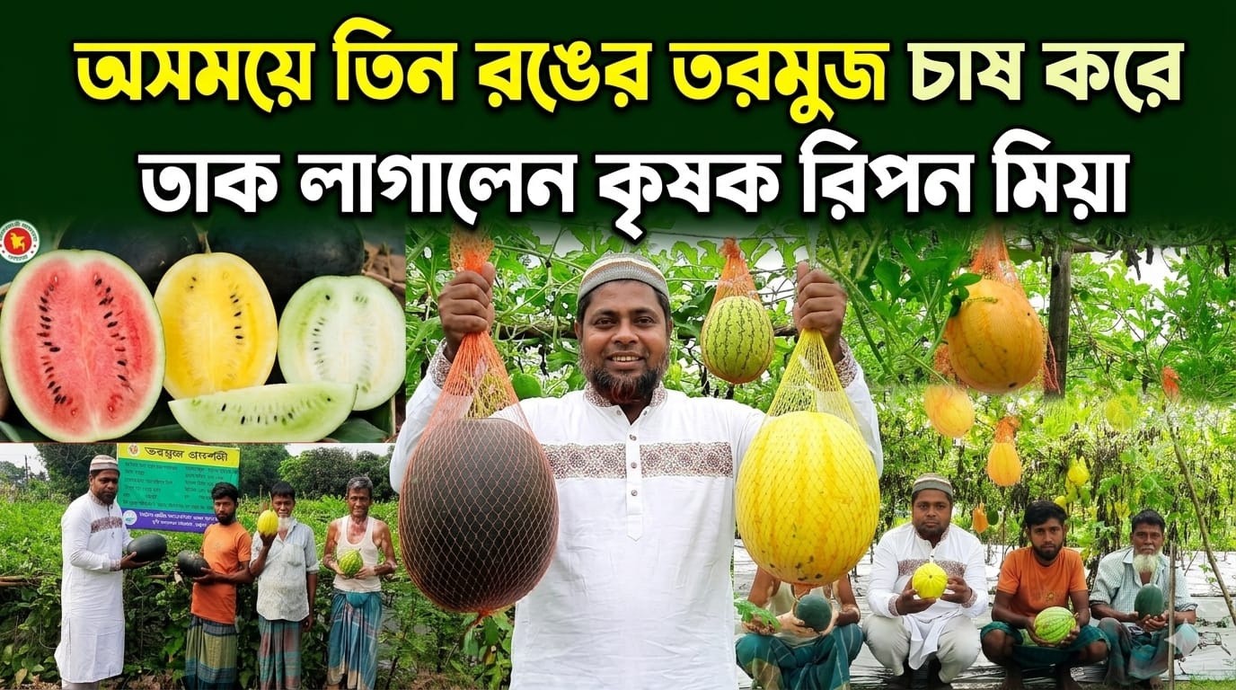 তরমুজ চাষে তাক লাগালেন কৃষক রিপন