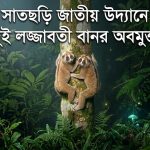 সাতছড়ি জাতীয় উদ্যানে দুই লজ্জাবতী বানর অবমুক্ত