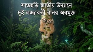 সাতছড়ি জাতীয় উদ্যানে দুই লজ্জাবতী বানর অবমুক্ত