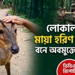 পথভুলে লোকালয়ে আসা মায়া হরিণ উদ্ধার
