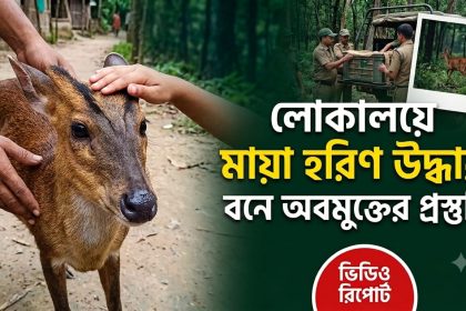 পথভুলে লোকালয়ে আসা মায়া হরিণ উদ্ধার