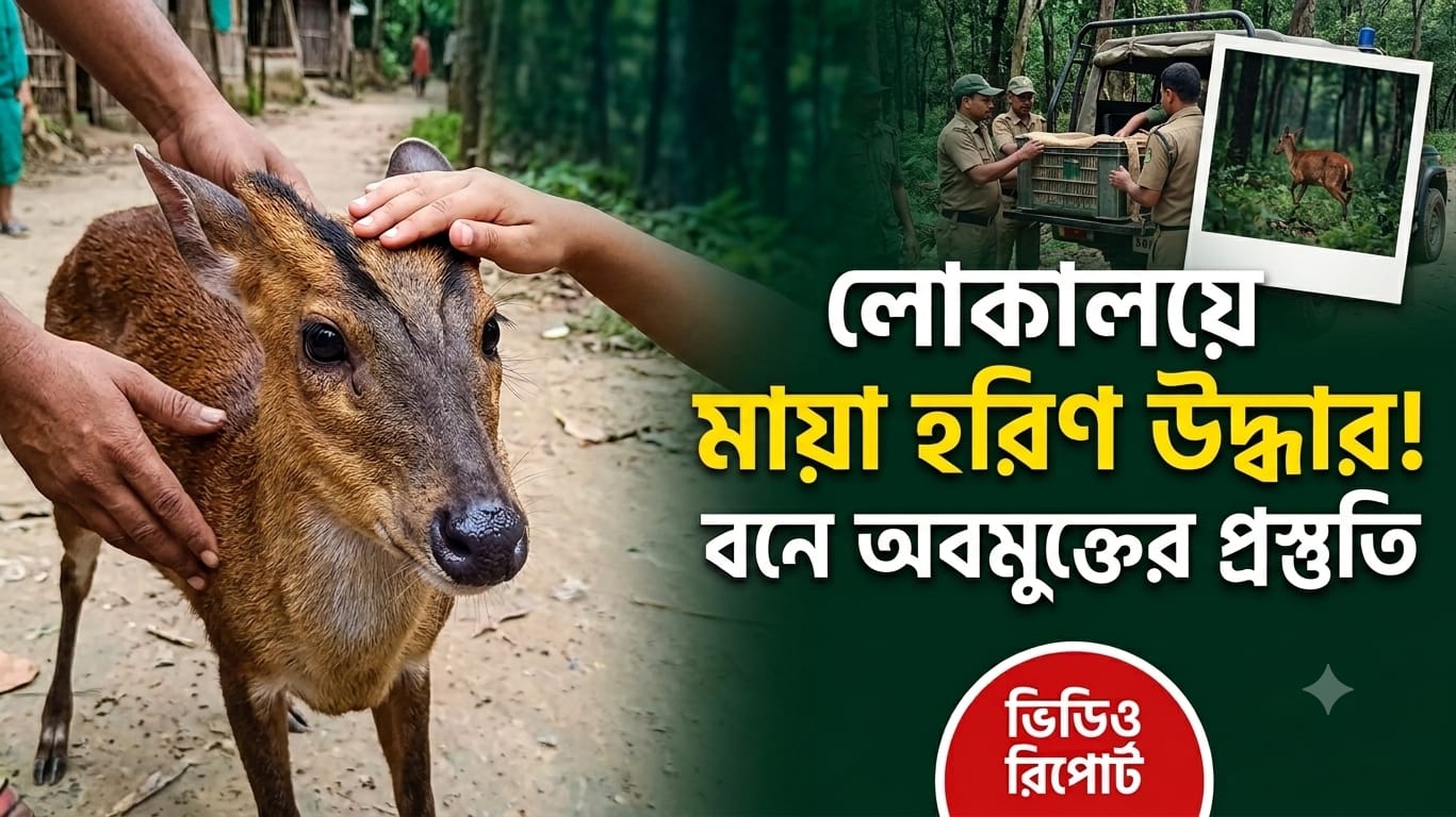 পথভুলে লোকালয়ে আসা মায়া হরিণ উদ্ধার