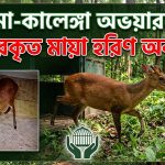 উদ্ধারকৃত মায়া হরিণ রেমা-কালেঙ্গা অভয়ারণ্যে অবমুক্ত