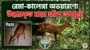 উদ্ধারকৃত মায়া হরিণ রেমা-কালেঙ্গা অভয়ারণ্যে অবমুক্ত