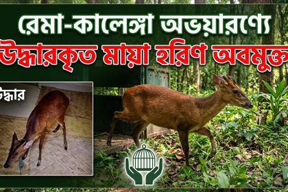 উদ্ধারকৃত মায়া হরিণ রেমা-কালেঙ্গা অভয়ারণ্যে অবমুক্ত
