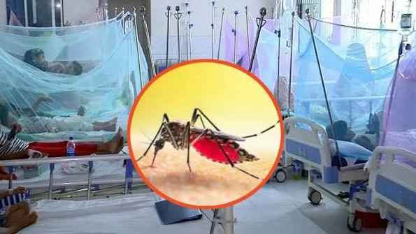 ডেঙ্গুতে একদিনে তিনজনের মৃত্যু