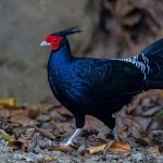 সাতছড়িতে দেখা দিল কালো মথুরা