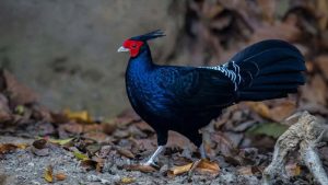 সাতছড়িতে দেখা দিল কালো মথুরা