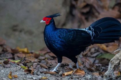 সাতছড়িতে দেখা দিল কালো মথুরা