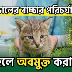 বন বিড়ালের বাচ্চা উদ্ধার