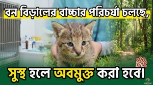 বন বিড়ালের বাচ্চা উদ্ধার