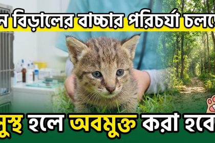 বন বিড়ালের বাচ্চা উদ্ধার