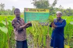 লতিকচু চাষে সফল কৃষক এমরান
