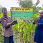লতিকচু চাষে সফল কৃষক এমরান
