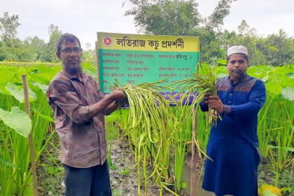 লতিকচু চাষে সফল কৃষক এমরান