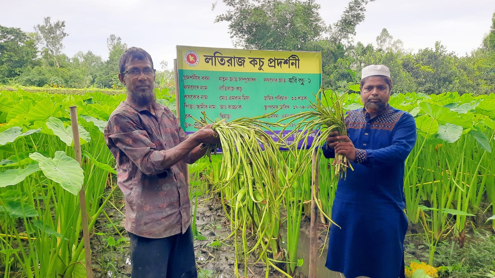 লতিকচু চাষে সফল কৃষক এমরান