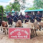 হবিগঞ্জে ৫৫ বিজিবির অভিযানে ৮টি ভারতীয় গরুসহ মাদকদ্রব্য জব্দ