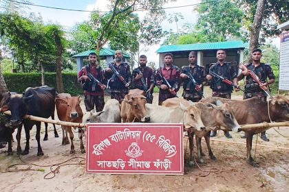 হবিগঞ্জে ৫৫ বিজিবির অভিযানে ৮টি ভারতীয় গরুসহ মাদকদ্রব্য জব্দ
