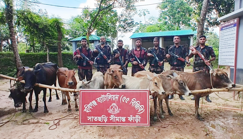 হবিগঞ্জে ৫৫ বিজিবির অভিযানে ৮টি ভারতীয় গরুসহ মাদকদ্রব্য জব্দ