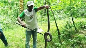 সাতছড়ি উদ্যানে অবমুক্ত হলো বিশাল আকৃতির পদ্মগোখরা