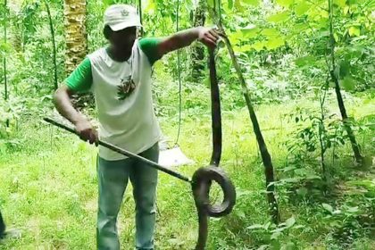 সাতছড়ি উদ্যানে অবমুক্ত হলো বিশাল আকৃতির পদ্মগোখরা